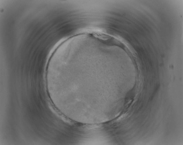 X0000078240864200612011603