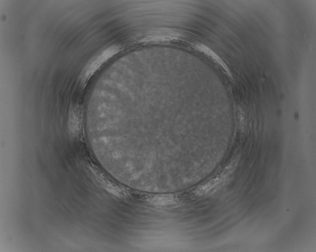 X0000078240874200612011602