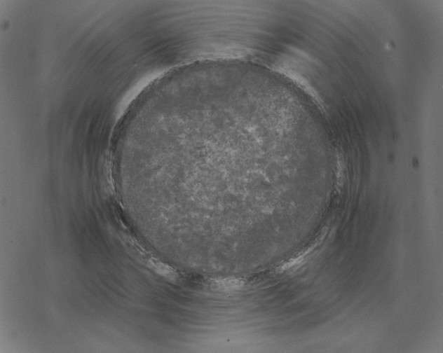 X0000078240878200612011602