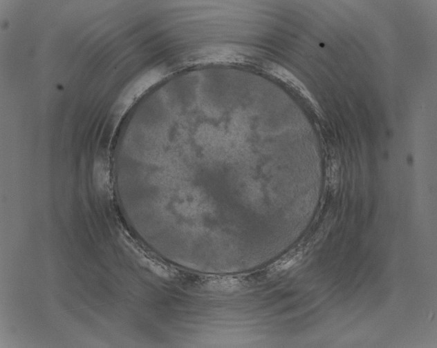 X0000078240882200612011602