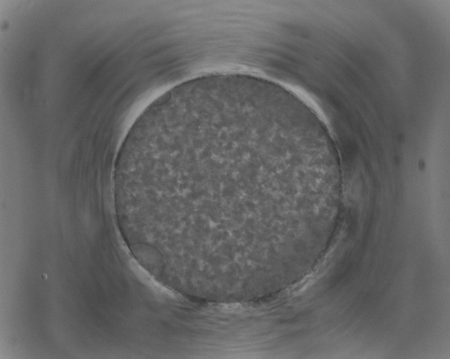 X0000078240903200612011601