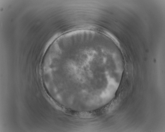 X0000078240907200612011601