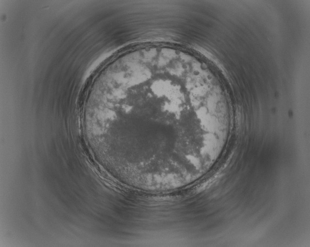 X0000078240925200612011601