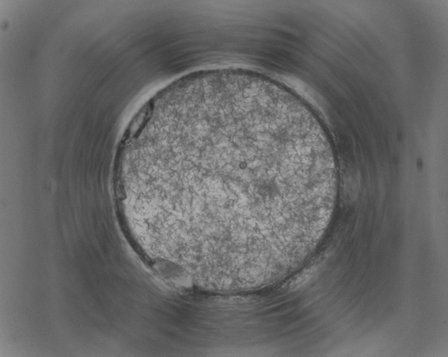 X0000078240943200612011601