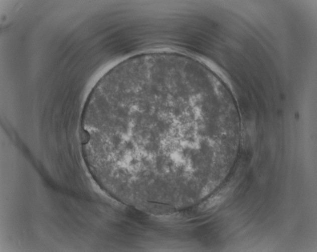 X0000078240951200612011601