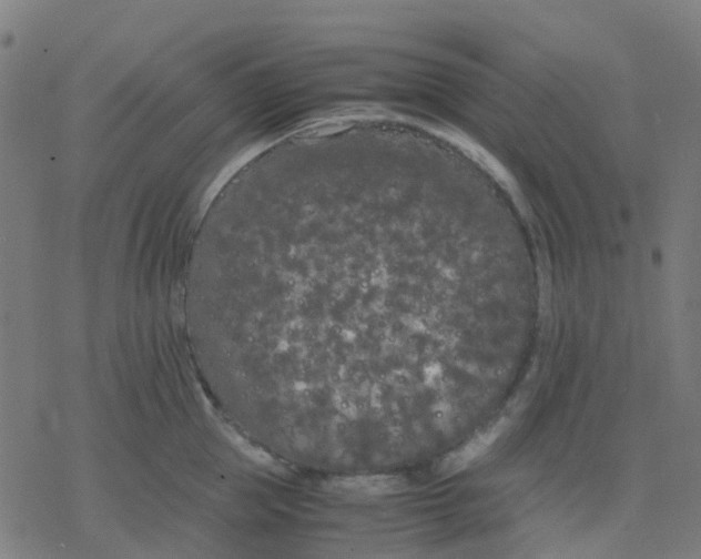 X0000078240953200612011601