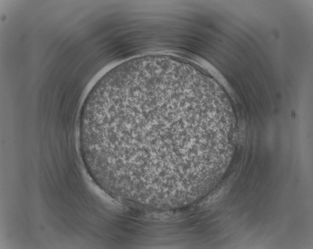 X0000078240955200612011601