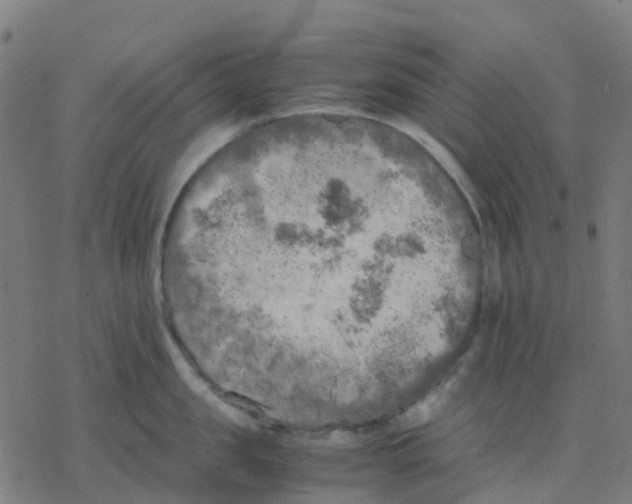 X0000078240957200612011601