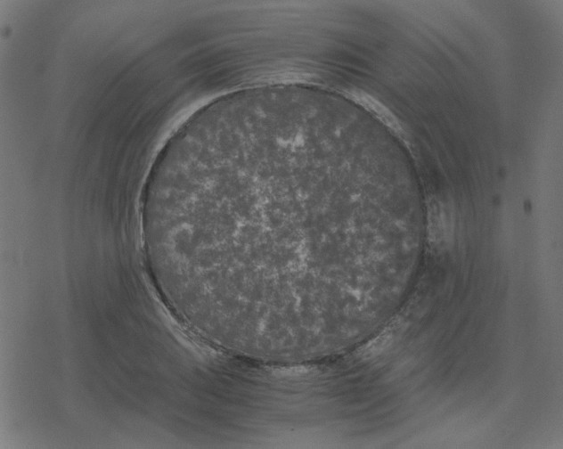 X0000078241031200612011559