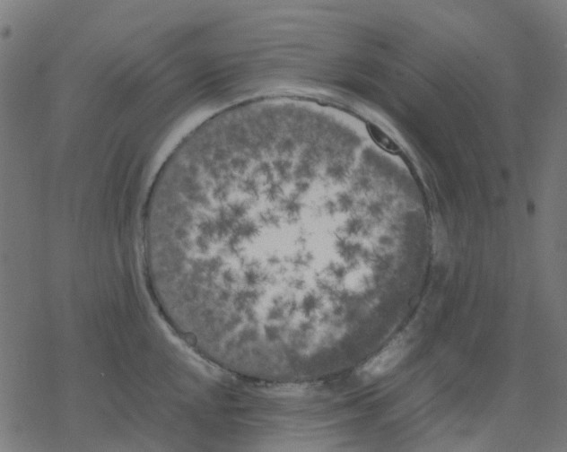 X0000078241048200612011600