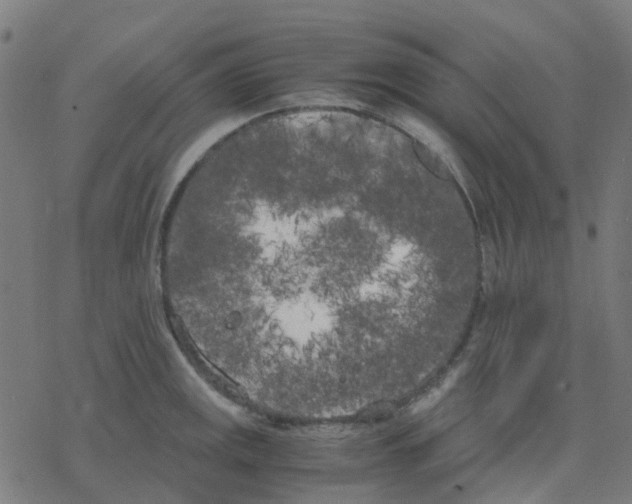 X0000078241141200612011558