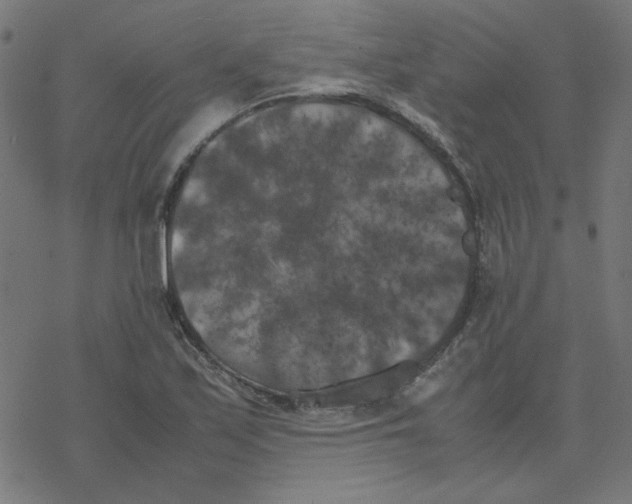 X0000078241171200612011557