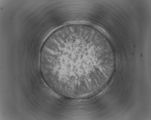 X0000078241228200612011556