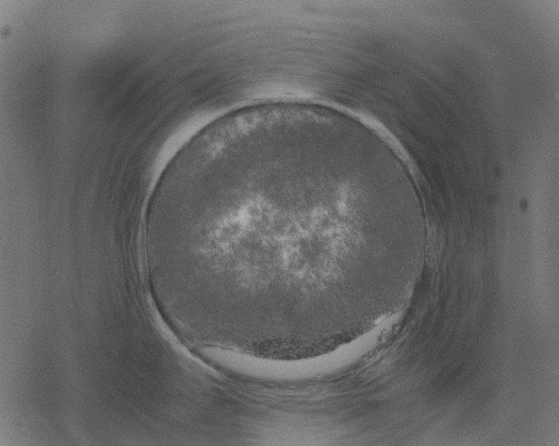 X0000078241295200612011555