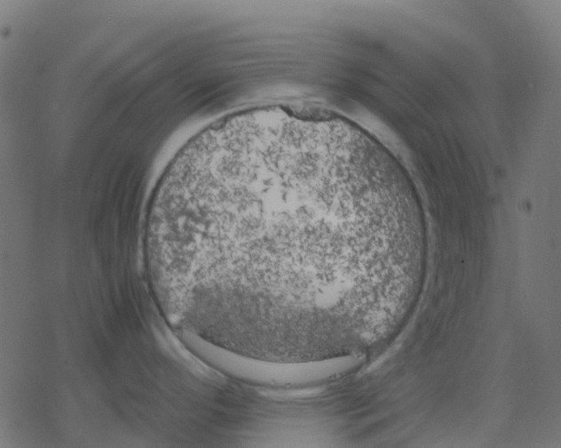 X0000078241296200612011555