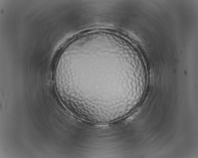 X0000078241310200612011554