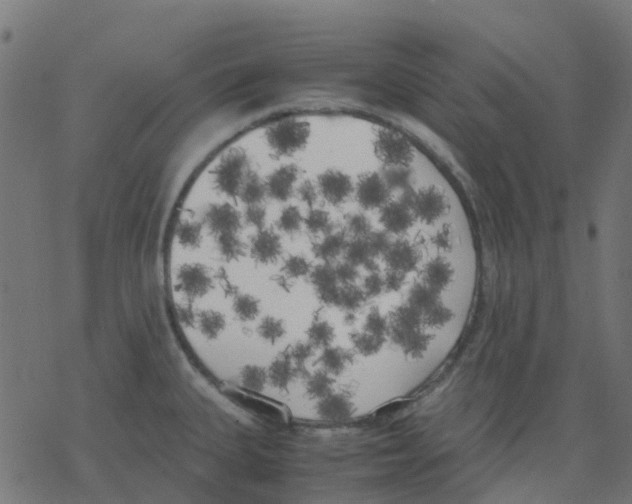 X0000078241335200612011555