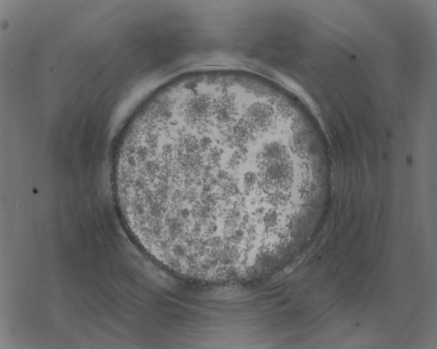 X0000078241464200612011552