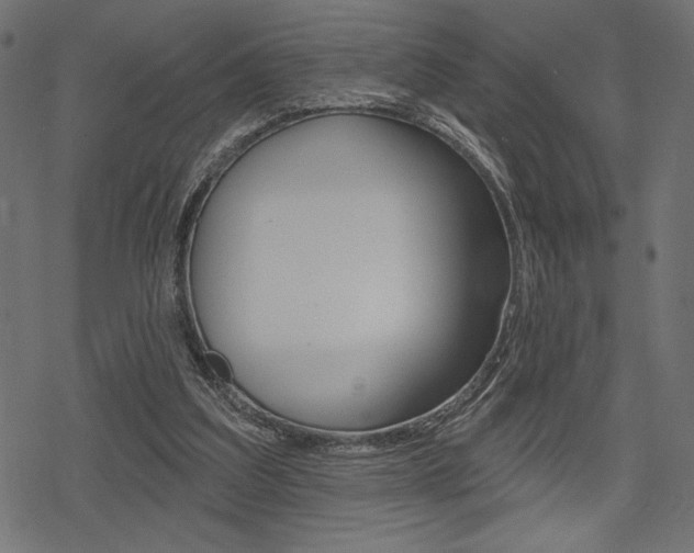 X0000078250203200611030903