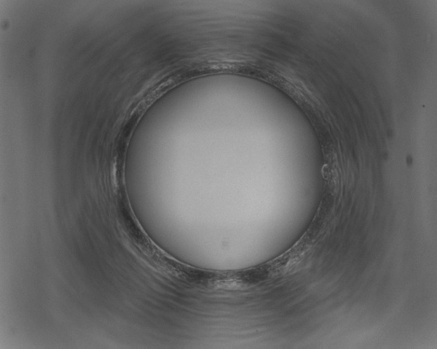 X0000078250262200611030902