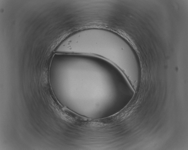 X0000078250393200611030900