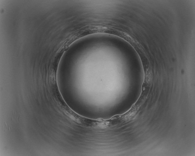 X0000078250474200611031142