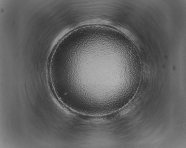 X0000078250998200611031133