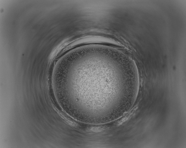 X0000078250341200611101015