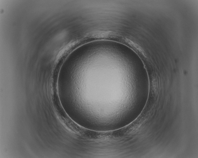 X0000078250682200611101010