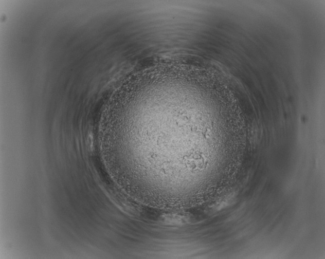 X0000078250703200611101010