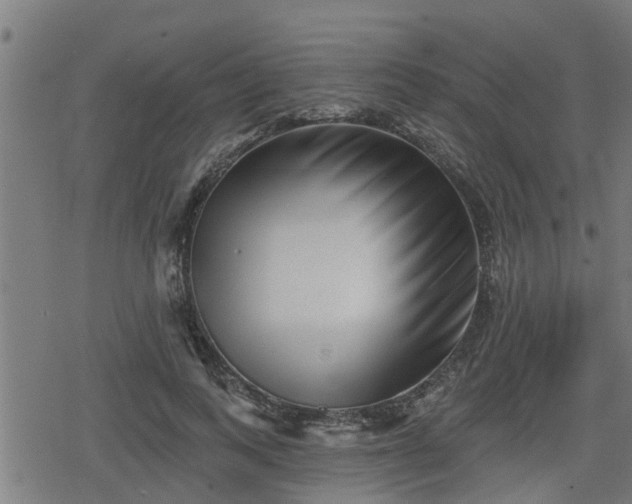 X0000078250743200611101009