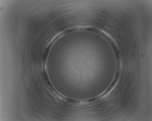 X0000078251161200611101003