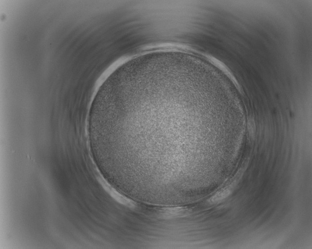 X0000078251482200611100957