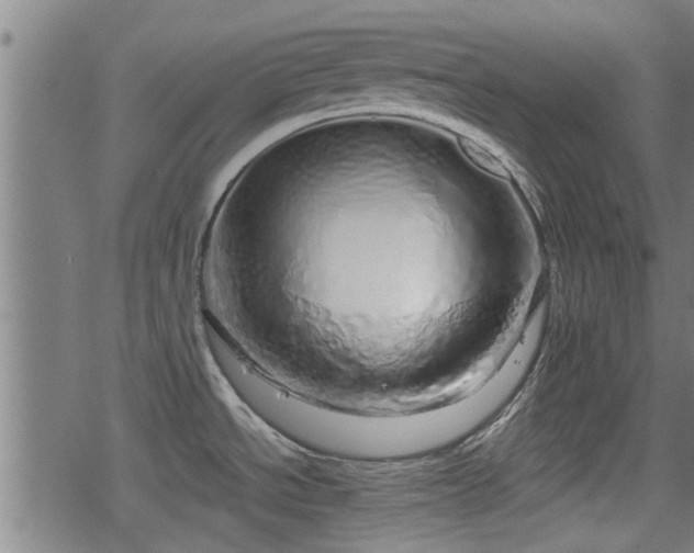 X0000078251534200611100957
