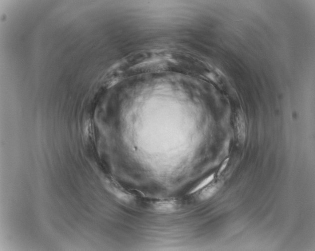 X0000078250574200611171526