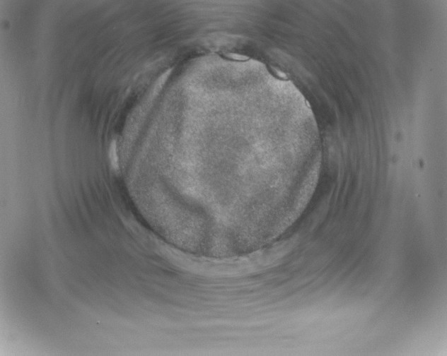 X0000078250042200611251314