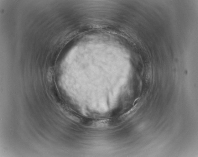 X0000078250078200611251314