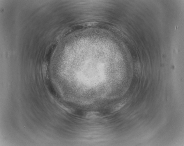 X0000078250222200611251311