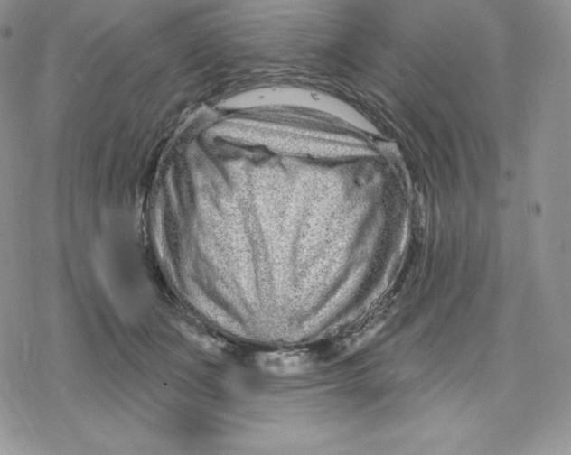 X0000078250511200611251307