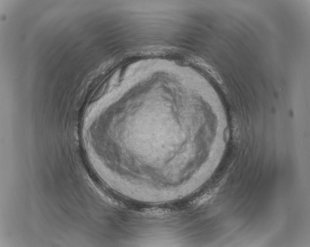 X0000078250633200611251304