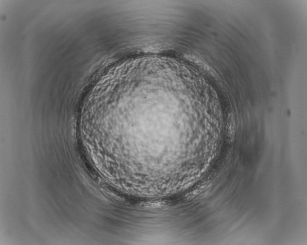 X0000078250639200611251304