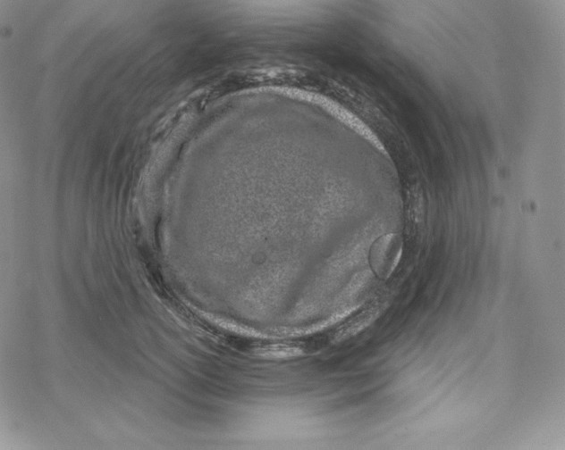 X0000078250754200611251303
