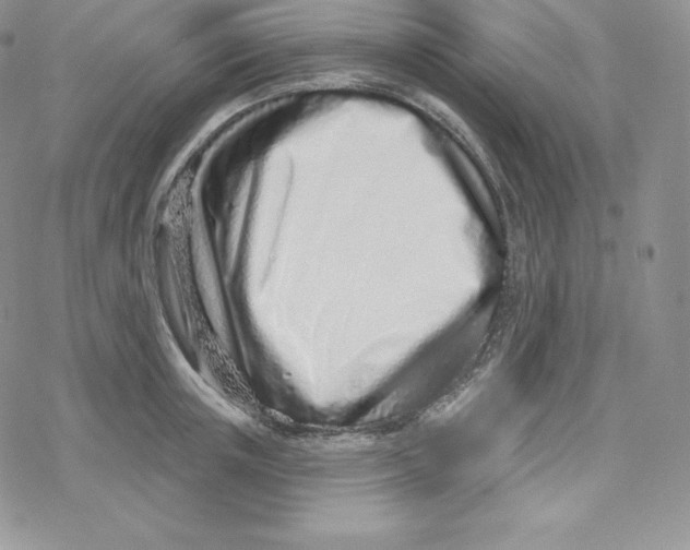 X0000078250851200611251302