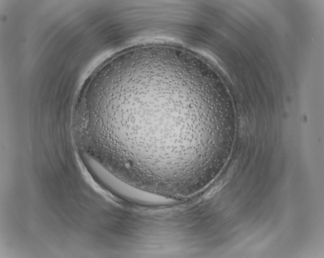 X0000078251038200611251258