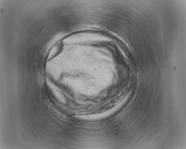X0000078251363200611251253
