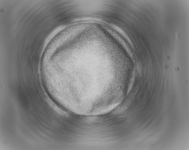 X0000078251482200611251251