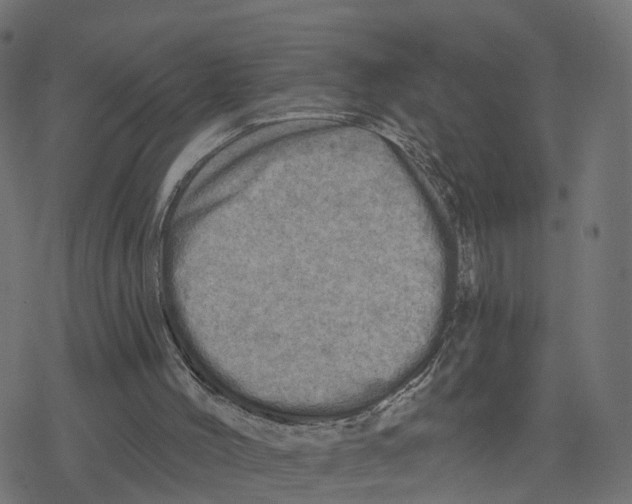 X0000078250004200612011641