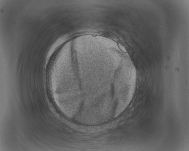 X0000078250006200612011641