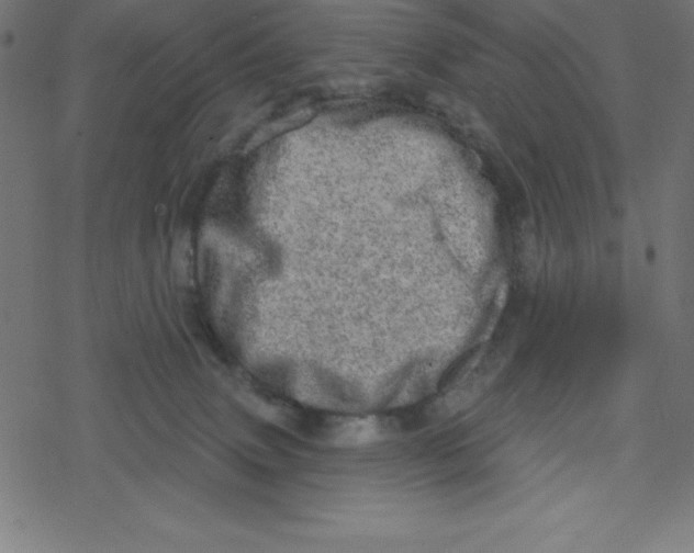 X0000078250083200612011640