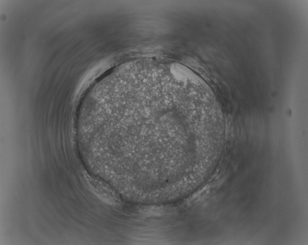 X0000078250293200612011636